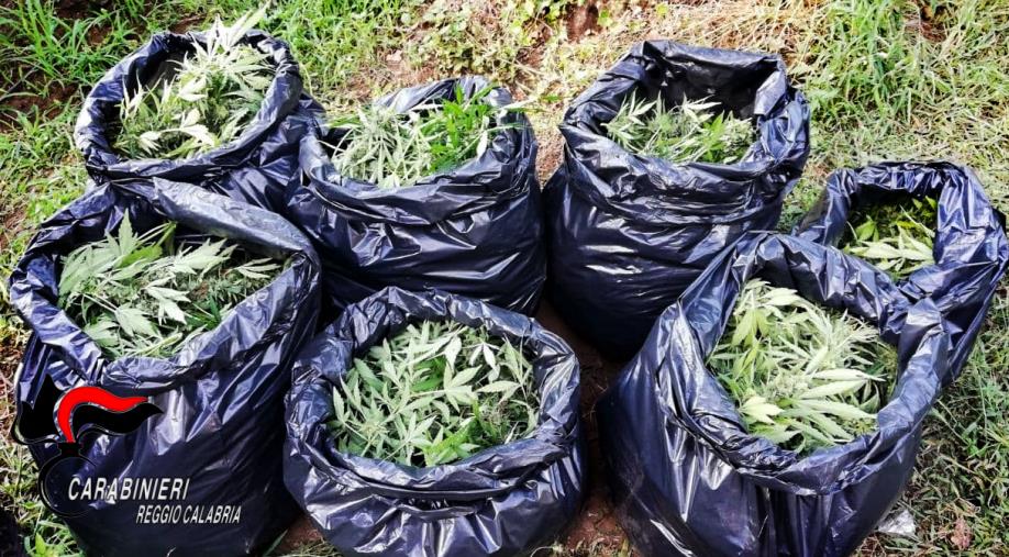 Con 3000 piante di marijuana a Cittanova: condannati a 5 anni e 4 mesi di reclusione quattro taurianovesi 