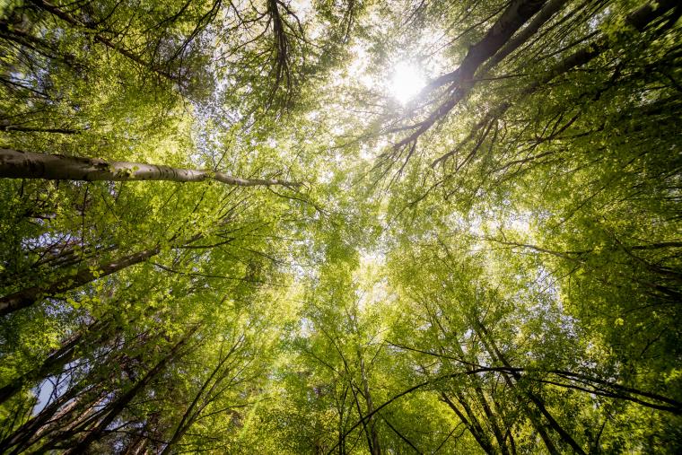 images Parte “Calabria Forest Project”, l’iniziativa per massimizzare l’assorbimento di anidride carbonica grazie alla soluzione CO2Sink