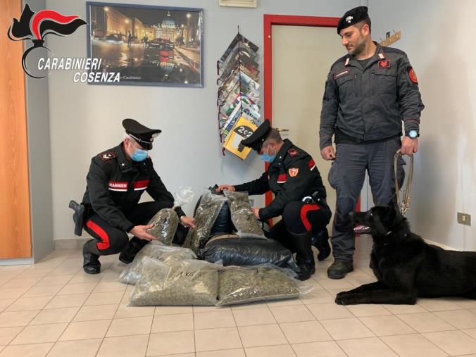 images A casa con oltre 15 chili di marijuana: in manette un 40enne ed una 27enne di Cetraro trovati anche al segugio "Black"