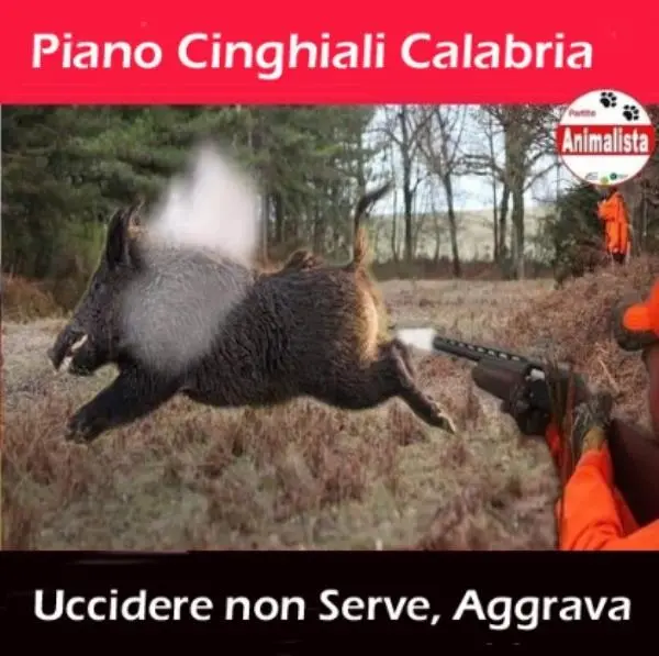 images Abbattimento cinghiali, il Partito Animalista: "Non serve, urge un tavolo tecnico"