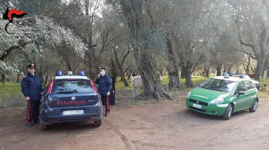 images Sversavano residui oleari a San Demetrio Corone senza autorizzazione, due persone denunciate dai Carabinieri