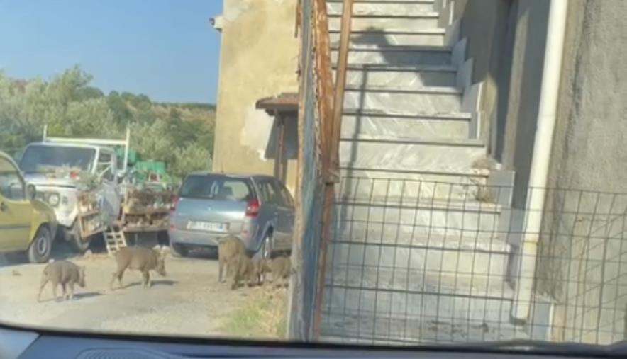 Nel Catanzarese è emergenza cinghiali, don Francesco lancia l’allarme per Simeri