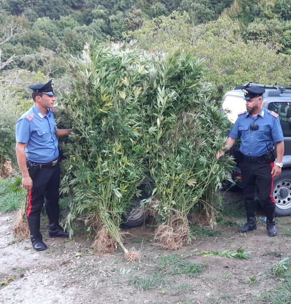 images Petronà, oltre 100 piantine di marijuana sequestrate dai carabinieri (VIDEO)