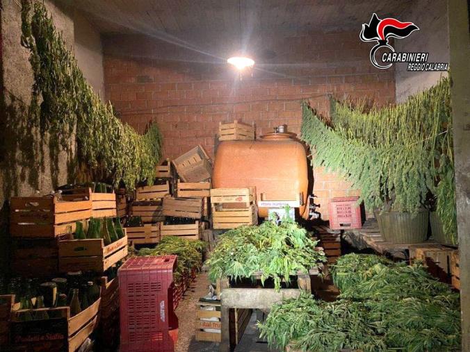 Autorizzati a coltivare Canapa sativa legale, ne raccolgono “erba” illegale: due coltivatori denunciati nel reggino 
