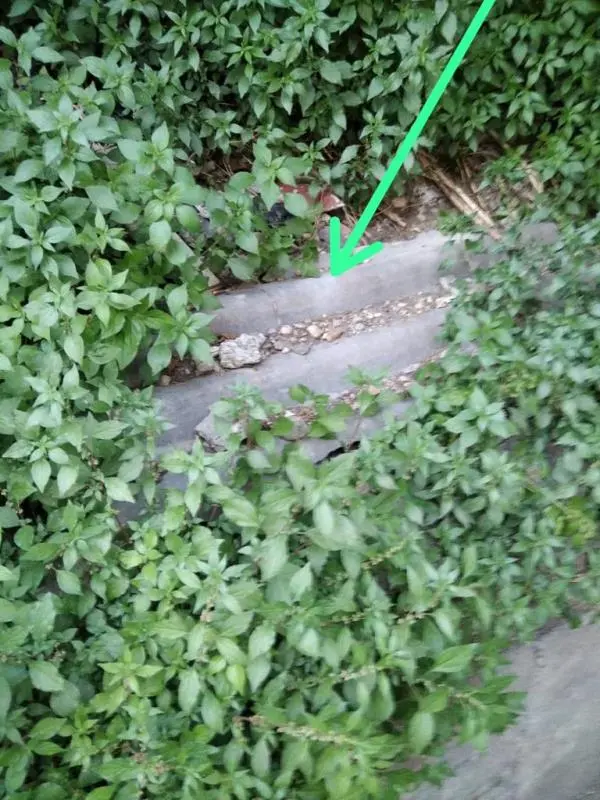 Catanzaro, lastre di eternit smaltite illegalmente tra l'erba (foltissima) su via Acri 