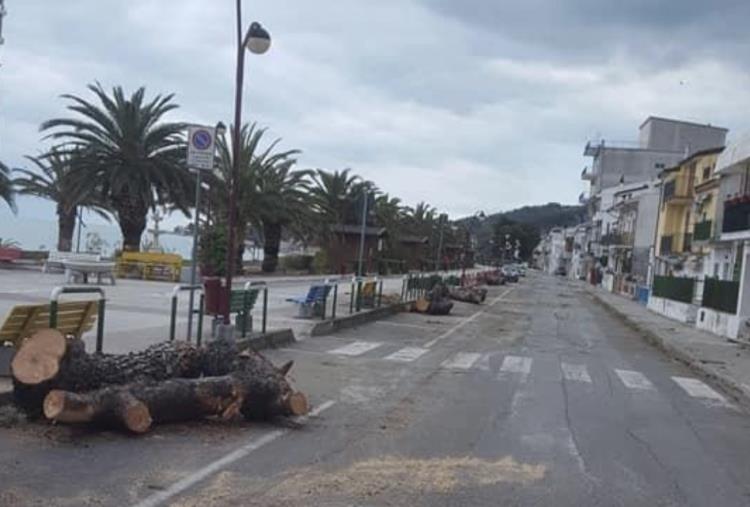 images A Montegiordano il sindaco fa abbattere 115 pini secolari. L'avv. Salvo: "Non ci sono parole per descrivere il disastro ambientale"