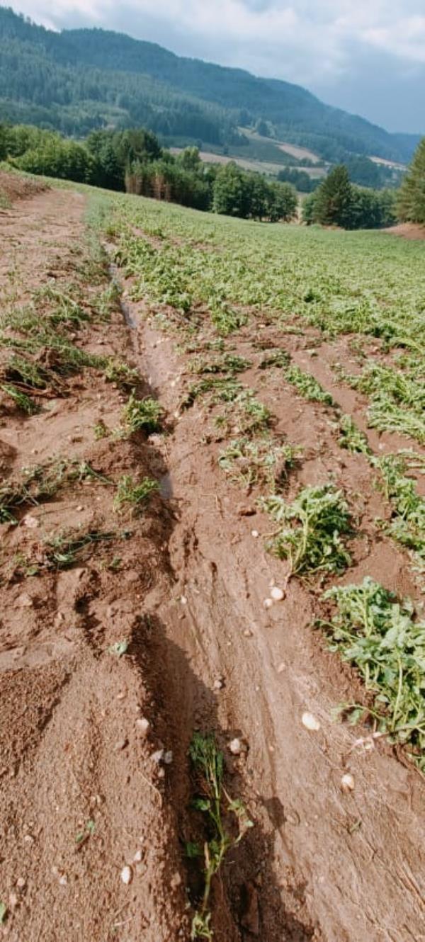 images Maltempo in Sila nei comuni di Rogliano, Parenti e Aprigliano, Coldiretti: "Ancora un duro colpo per gli agricoltori"