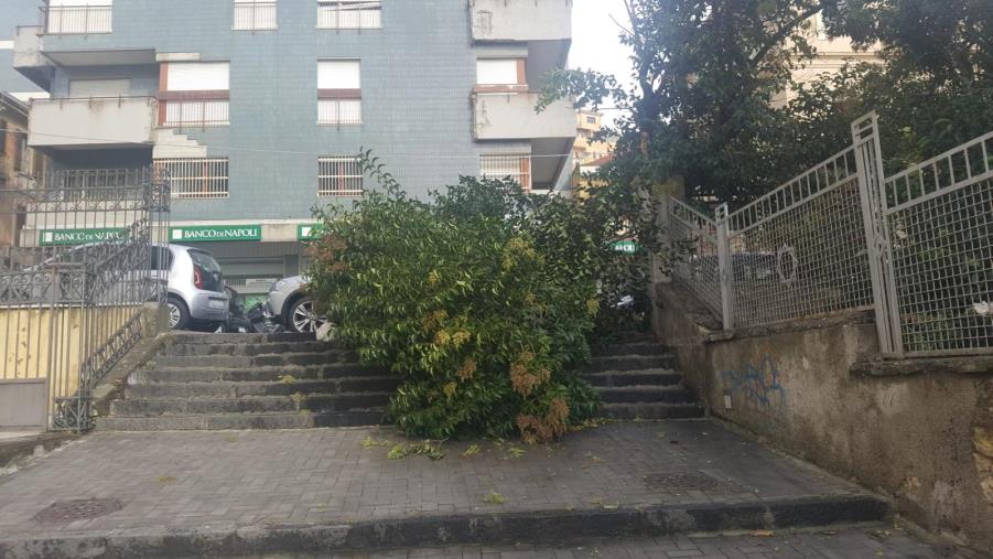 images Catanzaro, un albero crolla a via Milano per il maltempo 