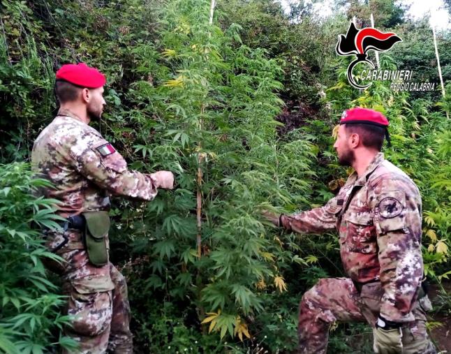 images Cosoleto: i carabinieri sequestrano 100 piante di marijuana 
