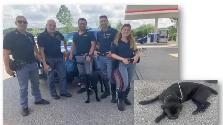images Lamezia Terme, la polizia salva cane che rischiava di essere investito