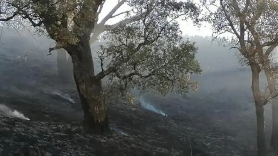 Incendi, Occhiuto: "L'80% è di origine dolosa, in Calabria droni per combattere i piromani"