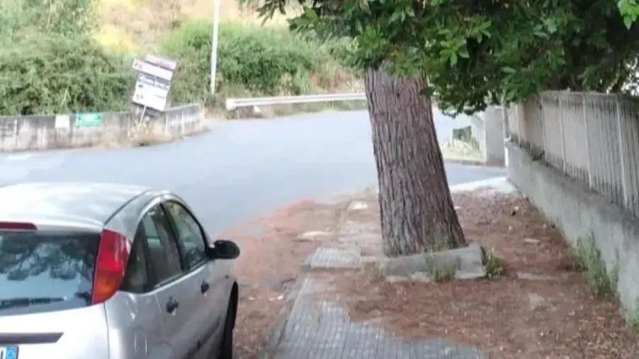 Catanzaro, in via Conti Ruffo un albero "cresce" sulla strada 