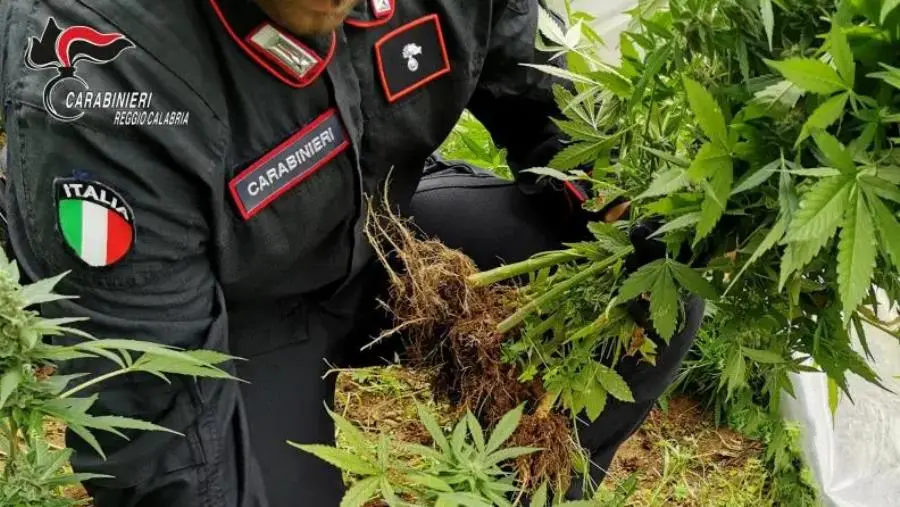images Cardeto, coltivava  marijuana: arrestato 