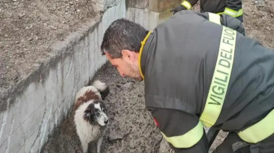 images Catanzaro, cane cade in un canale in via Turco: salvataggio dei vigili del fuoco 