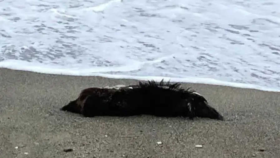 images Una carcassa di cinghiale in riva al mare di Catanzaro Lido