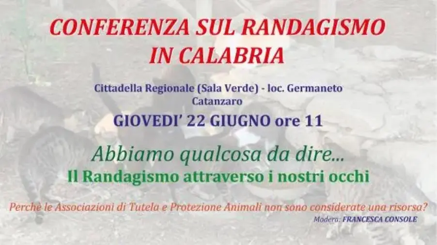 images Randagismo, alla Cittadella regionale una conferenza con 37 associazioni calabresi