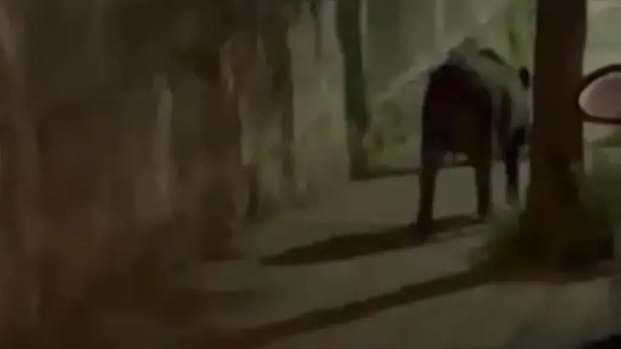 images Catanzaro, cinghiale a spasso a via Milano (VIDEO)