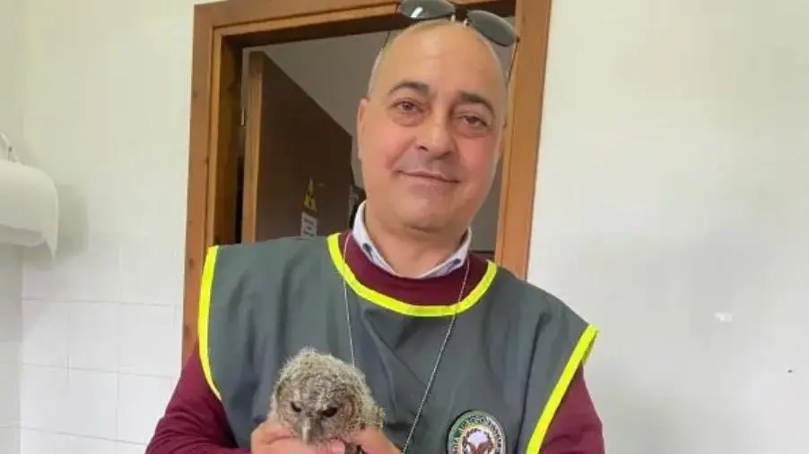 images In salvo un esemplare di allocco e uno di barbagianni 
