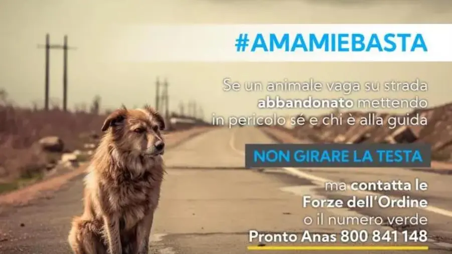 images Abbandono di animali, al via la campagna AmamieBasta di Lncd animal protection e Anas 