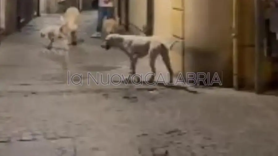 images Catanzaro, l'Asp interviene sulla questione randagismo: Assisi ringrazia per la tempestività  