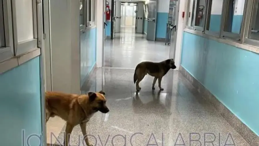 Cani a spasso nei reparti dell'ospedale di Lamezia Terme (VIDEO) 