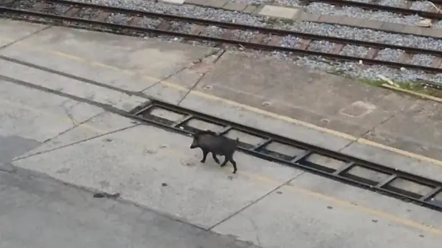 Catanzaro, cinghiale (di nuovo) avvistato a via Milano: blitz all'interno dell'autostazione
