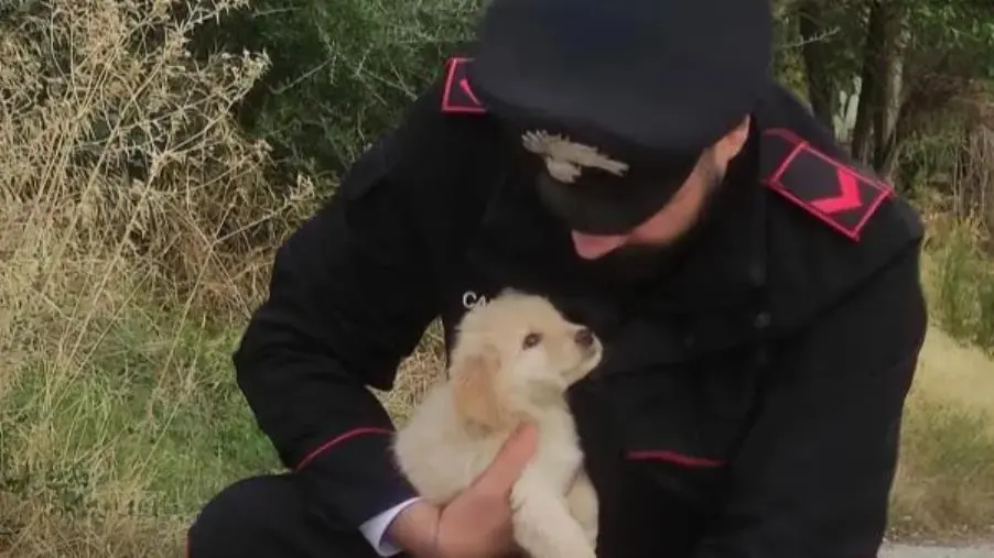 Tre cuccioli di cane abbandonati a Caulonia salvati dai Carabinieri