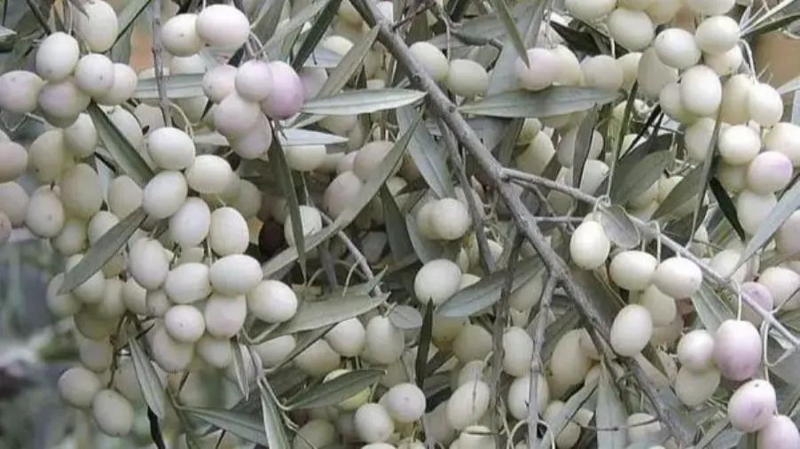 Naufragio di Cutro, un olivo bianco nel cimitero di Crotone ricorderà le vittime più giovani