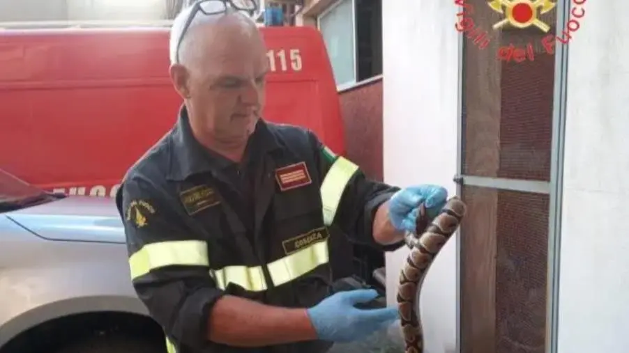 images Pitone a spasso nel centro di Amantea, recuperato dai vigili del fuoco