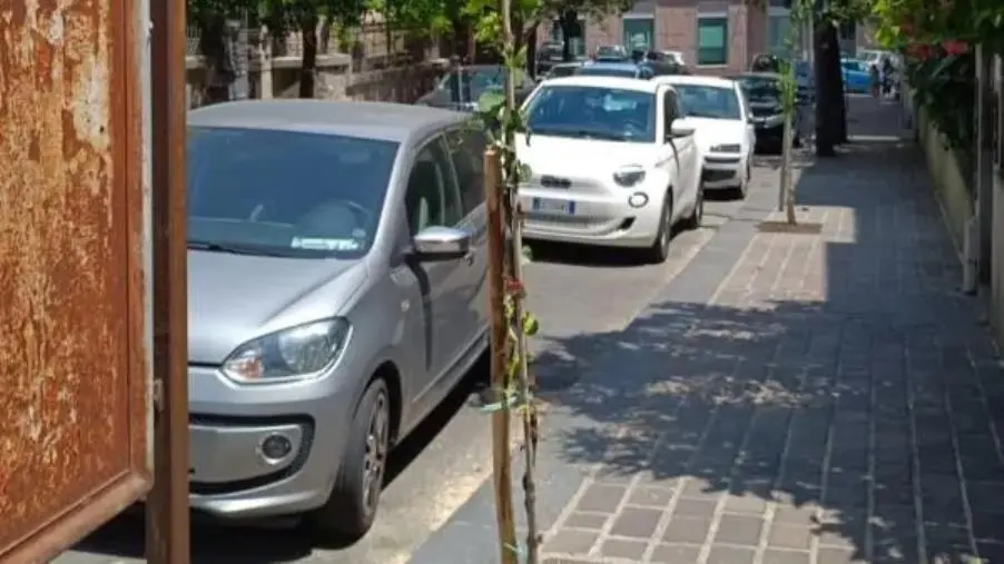 images Catanzaro, piantati nuovi alberi in via Milano