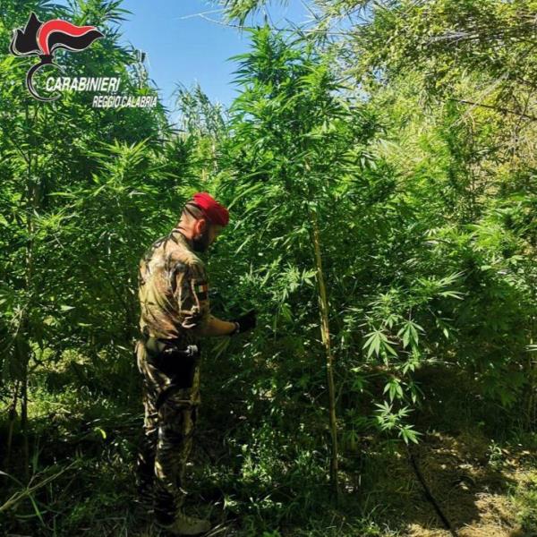 images Giro di controlli a Roccella Ionica: scoperte tre piantagioni di marijuana e 450 piantine  