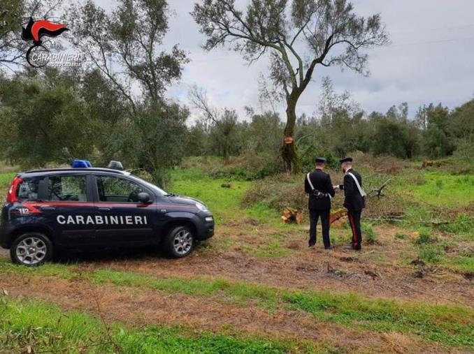 images Ladri di legna beccati dai carabinieri nel Parco Nazionale d’Aspromonte: in due ai domiciliari