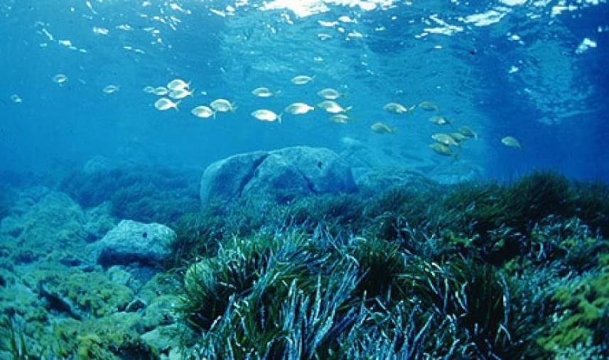 La Regione promuove “Gli stati generali del mare calabrese”. Gallo: "Al lavoro per migliorare la competitività del settore"