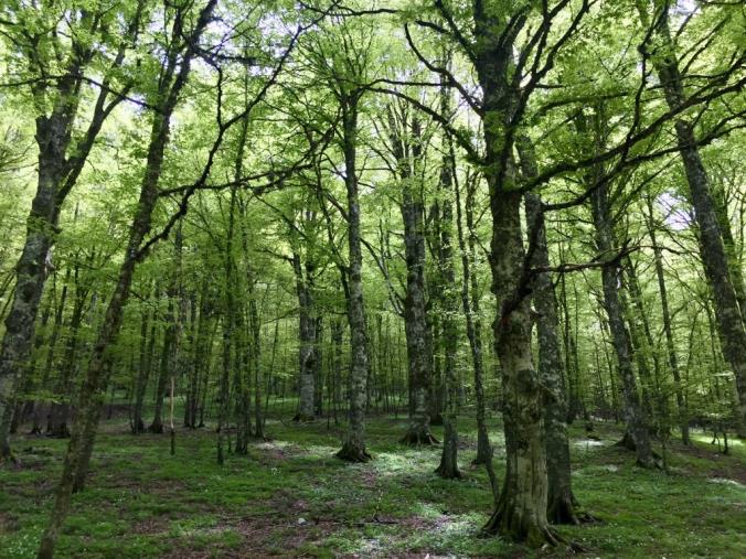 images Si era perso nei boschi del Cosentino, ritrovato un anziano 