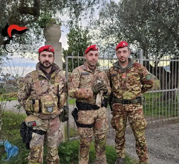 images Reggio Calabria, i carabinieri salvano una poiana 