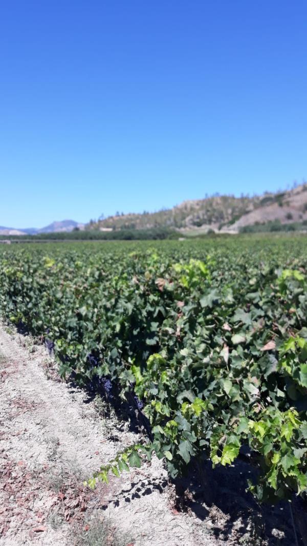 images Coldiretti, vendemmia 2020: "Aspettative ottime per il “Vigneto Calabria” con qualche preoccupazione per il meteo e i cinghiali"

