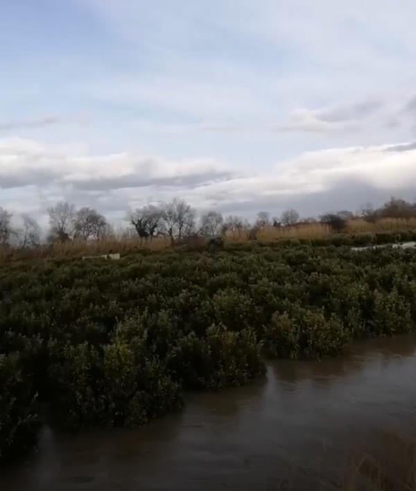 images Corigliano-Rossano. Il fiume Crati rompe gli argini: allagati gli agrumeti 