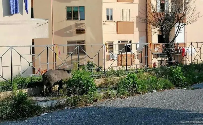 images Catanzaro, cinghiali nei pressi un parco e di un asilo