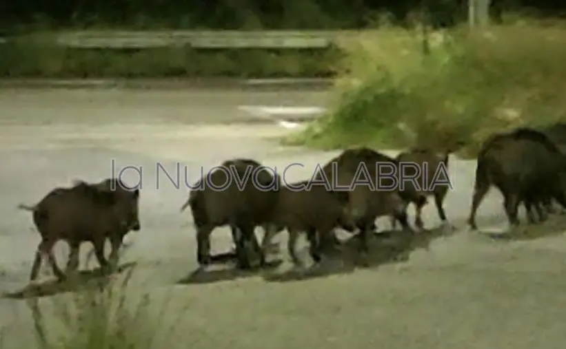 images Catanzaro, branco di cinghiali a passeggio nel quartiere Aranceto (VIDEO)