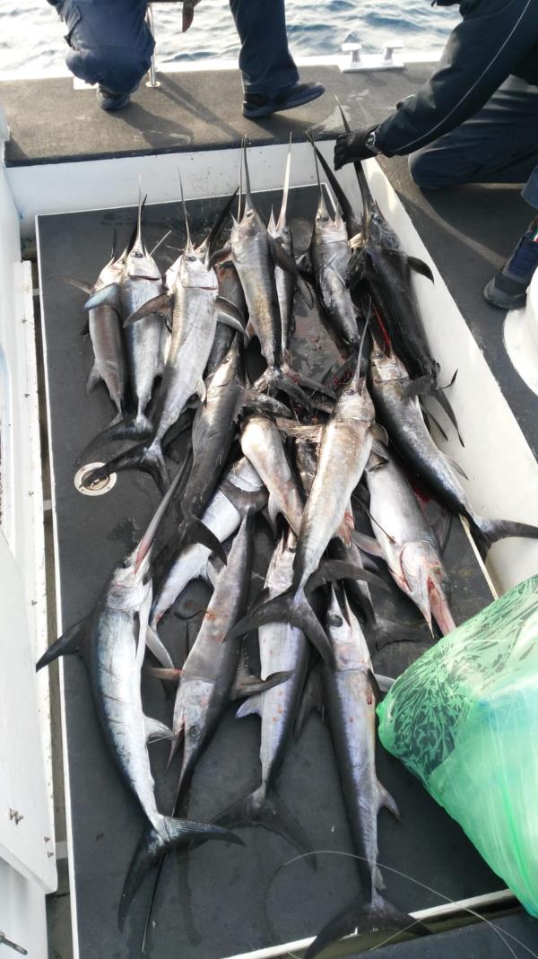 images Sequestrati 31 piccoli esemplari di pesce spada catturati illegalmente a Reggio Calabria 