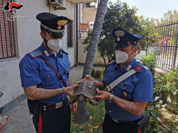 Gallico. Ritrovata e messa in salvo dai carabinieri una tartaruga centenaria