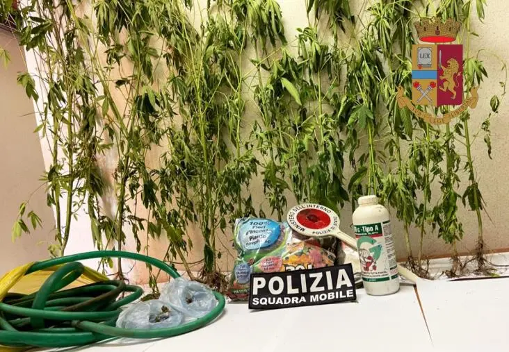 Vibo, piante di cannabis nell’orto: arrestato un uomo 