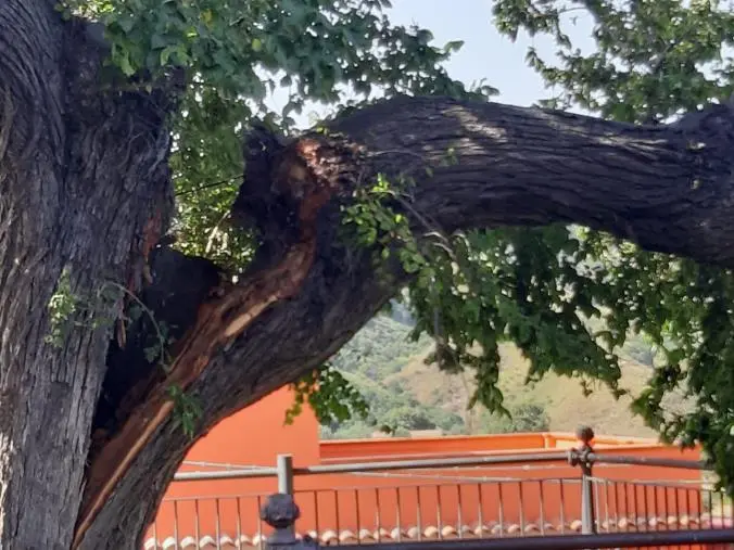 images L'allarme di un comitato di cittadini: "Pericolo per l'Olmo storico a Montepaone"