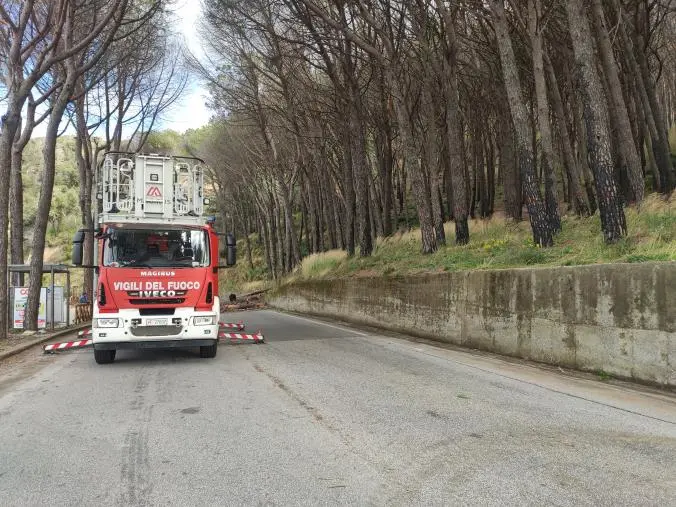 images Catanzaro, messa in sicurezza alberi pericolanti: chiusa la strada della pineta di Siano 