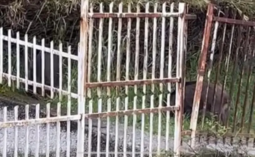 Catanzaro, cinghiali vicino la scuola: docenti allertano Vigili urbani (VIDEO)