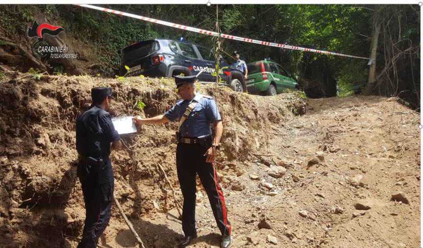 images Platania, distrugge un bosco per fare una strada: denunciato 