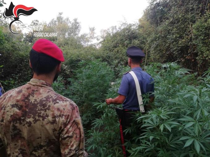 images Cittanova, i carabinieri scoprono 180 piantine di marijuana: tre arrestati
