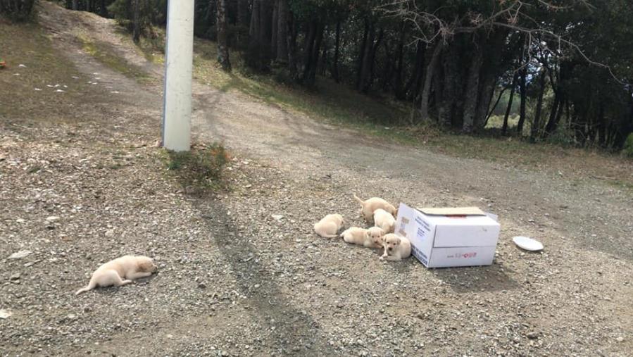 images L'appello di Balzoo amici di Ronzo: "Otto cuccioli abbandonati, serve un posto per tenerli al sicuro in attesa che si cerchi per loro una casa"