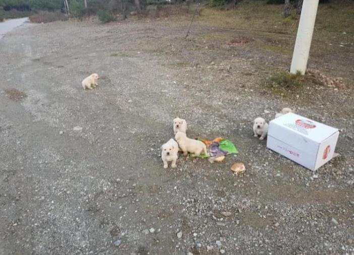 images Cuccioli recuperati e abbandonati una seconda volta in un dirupo, l'appello di Balzoo a Sersale