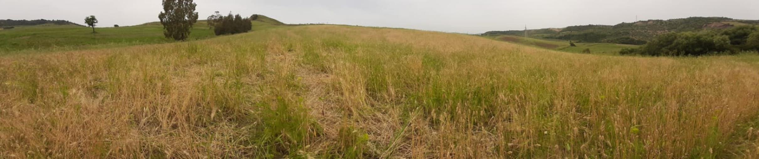 images Tra il grano distrutto dai cinghiali e il dolore degli agricoltori (VIDEO REPORTAGE)